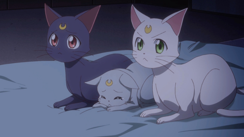 Les meilleurs chats d'animation Luna Artemis et Diana